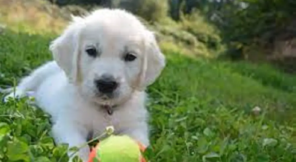 white retrievers