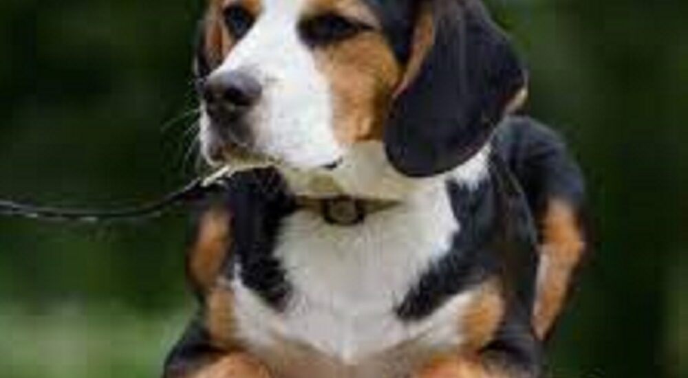retriever beagle mix