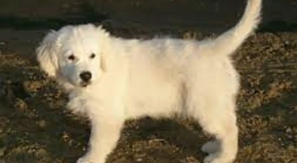 british golden retrievers