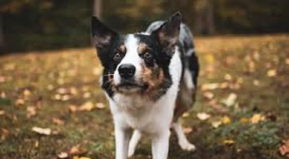 retriever collie mix