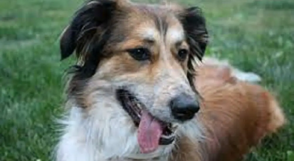 retriever border collie mix