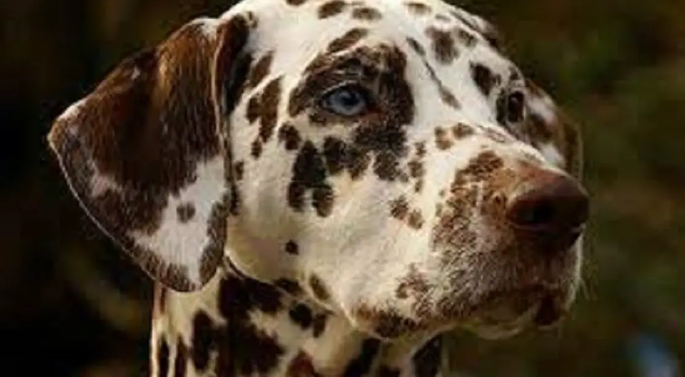 golden retriever dalmatian mix