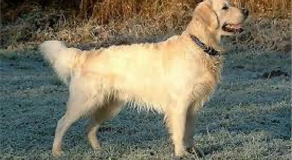 are golden retrievers good pets