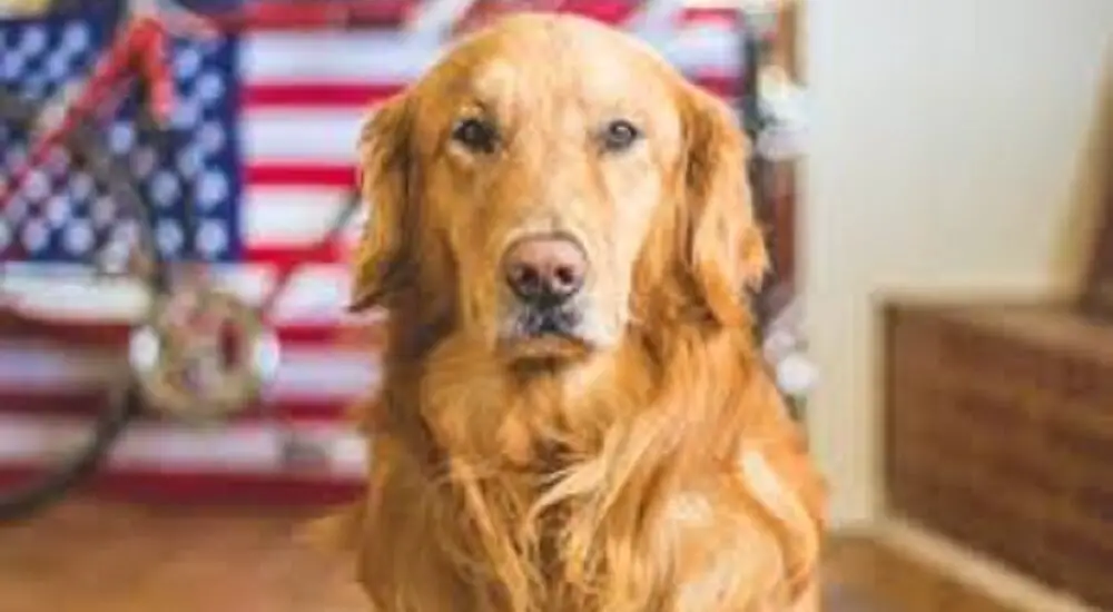 dogs similar to golden retrievers