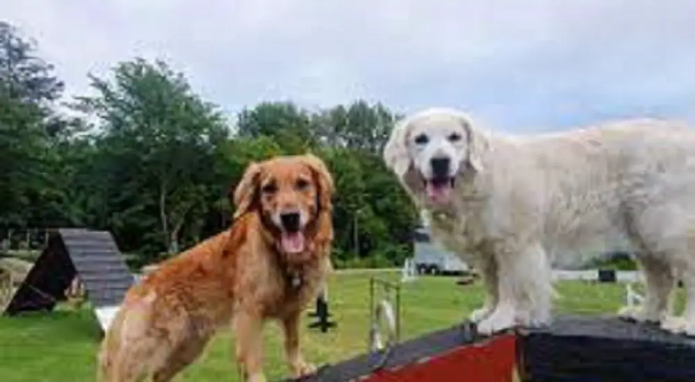 2 golden retrievers