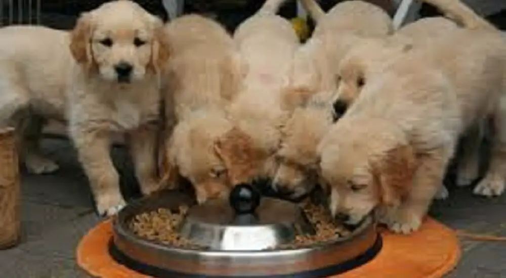 golden retrievers as therapy dogs