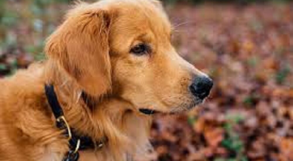 golden retrievers as hunting dogs