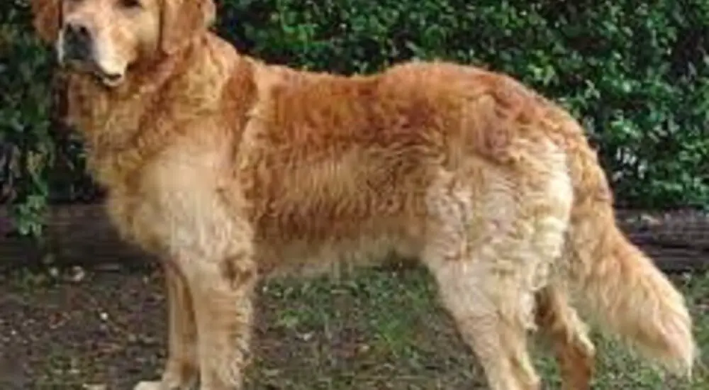 golden retrievers cancer symptoms