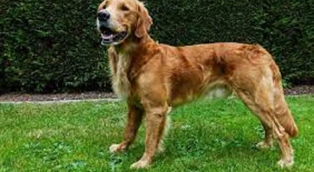 golden retrievers cancer rate