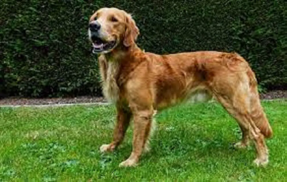 Golden Retrievers Cancer Rate Understanding The Risks