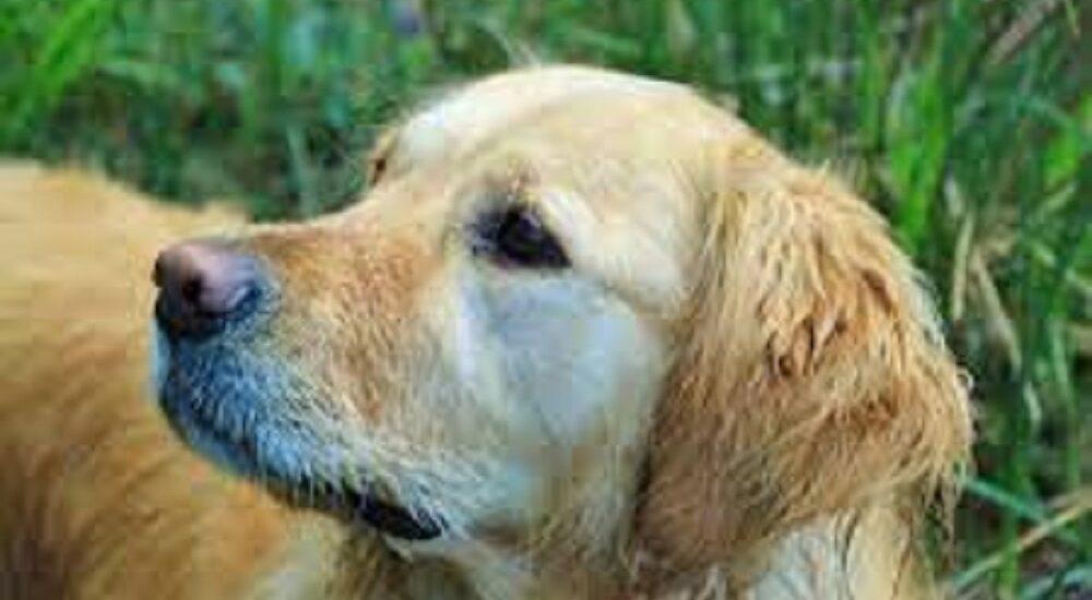 Do Golden Retrievers Have Health Problems: Unveiling the Truth