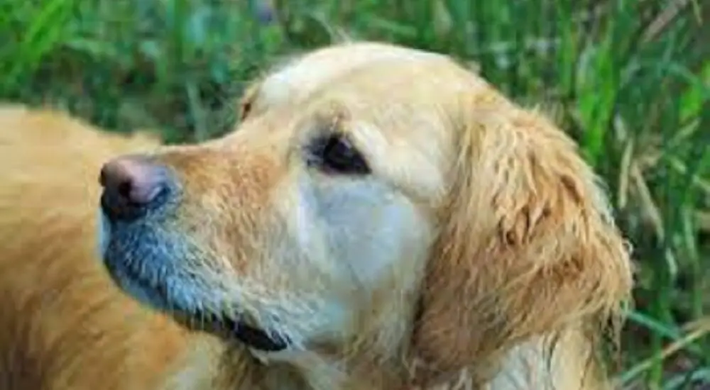 Golden Retrievers 101: What You Need to Know