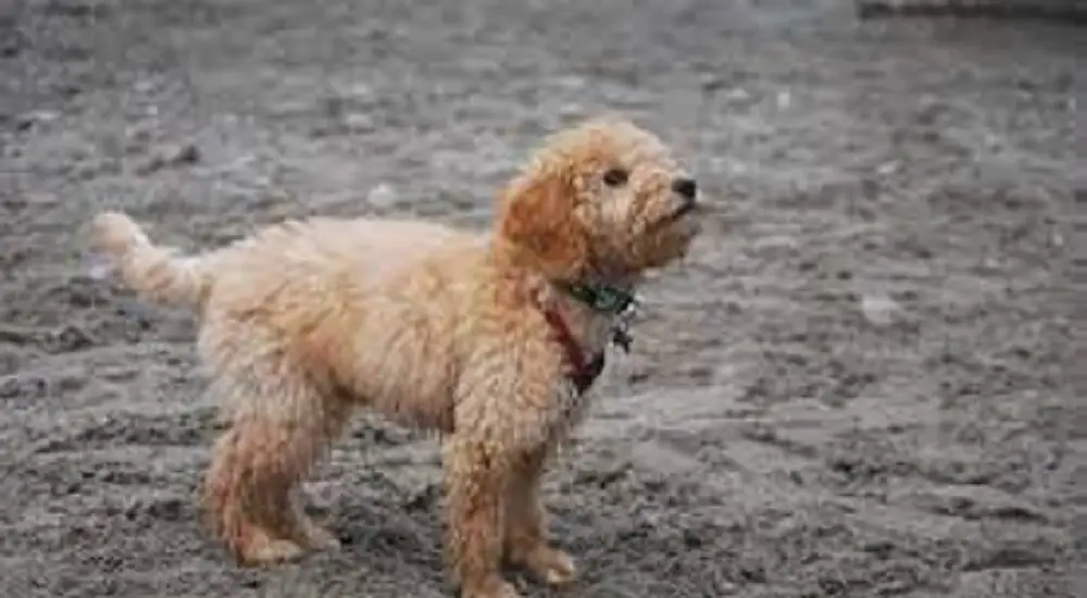 retriever poodle mix