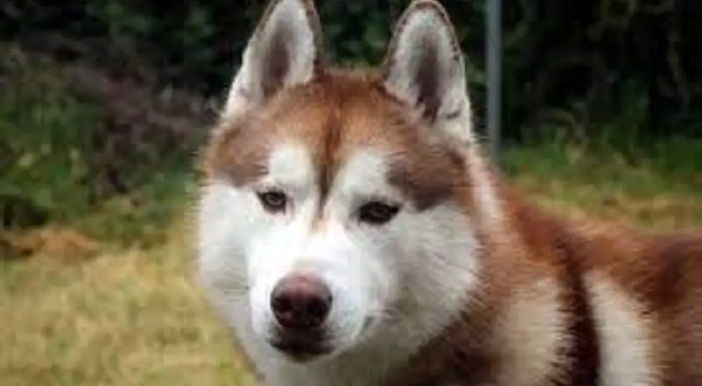 retriever siberian husky mix