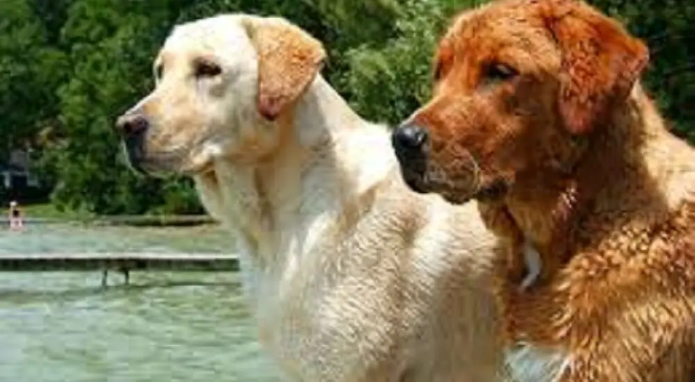 best companion for golden retriever