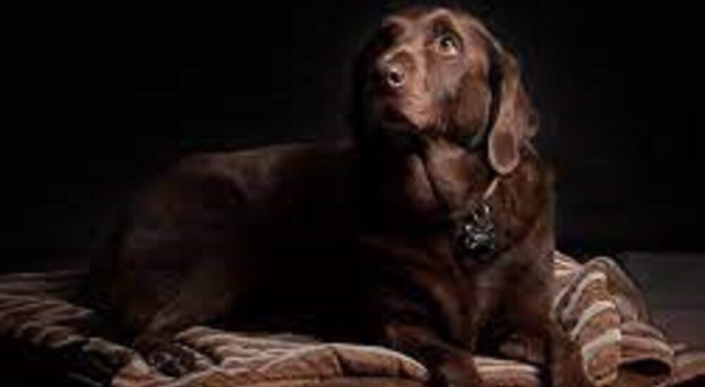 are labrador retrievers smart