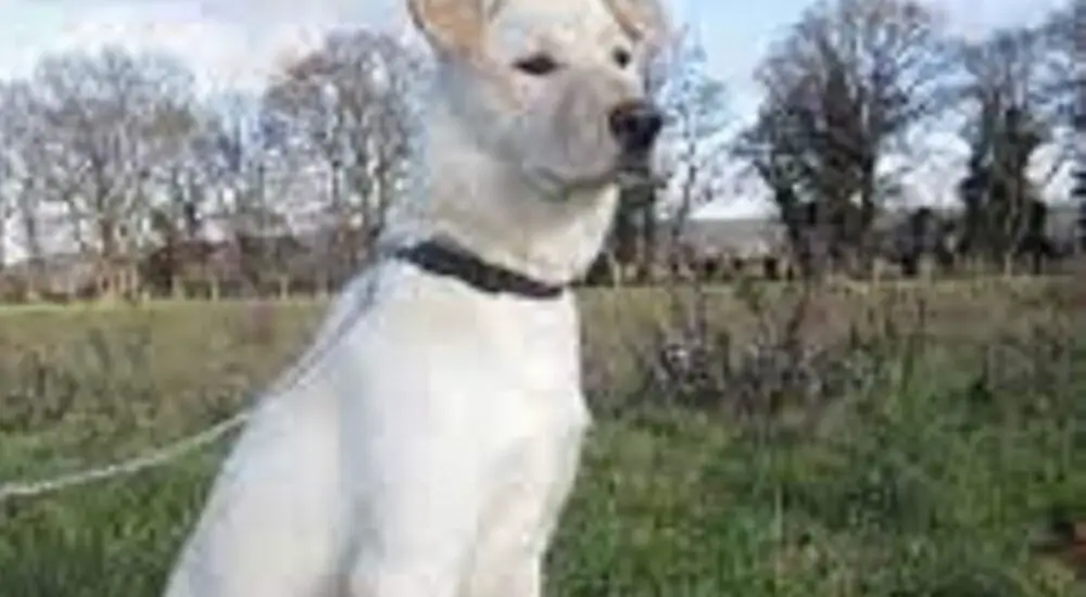 labrador retriever husky mix