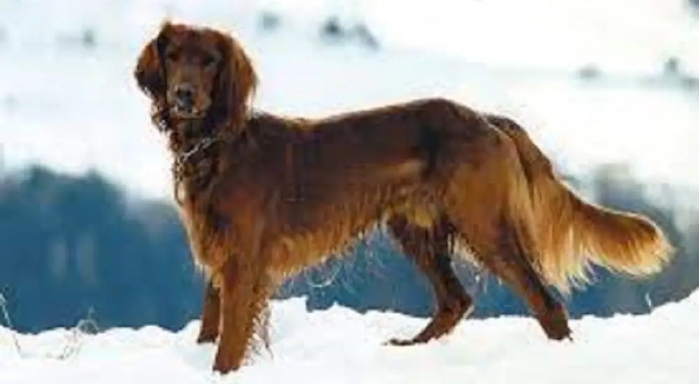 retriever irish setter mix