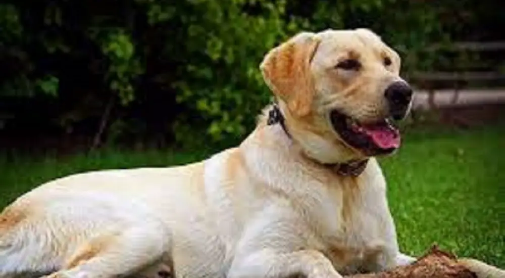 retriever yellow lab mix