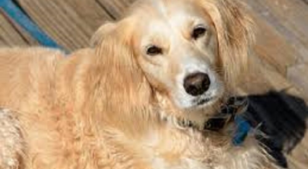 questions to ask when buying a golden retriever