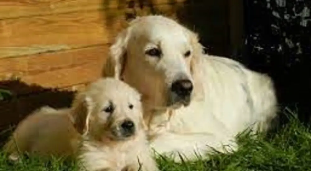 2 golden retrievers vs 1