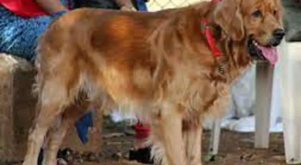 will golden retrievers kill chickens