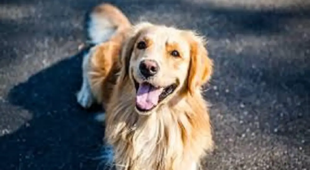 5 facts about golden retrievers