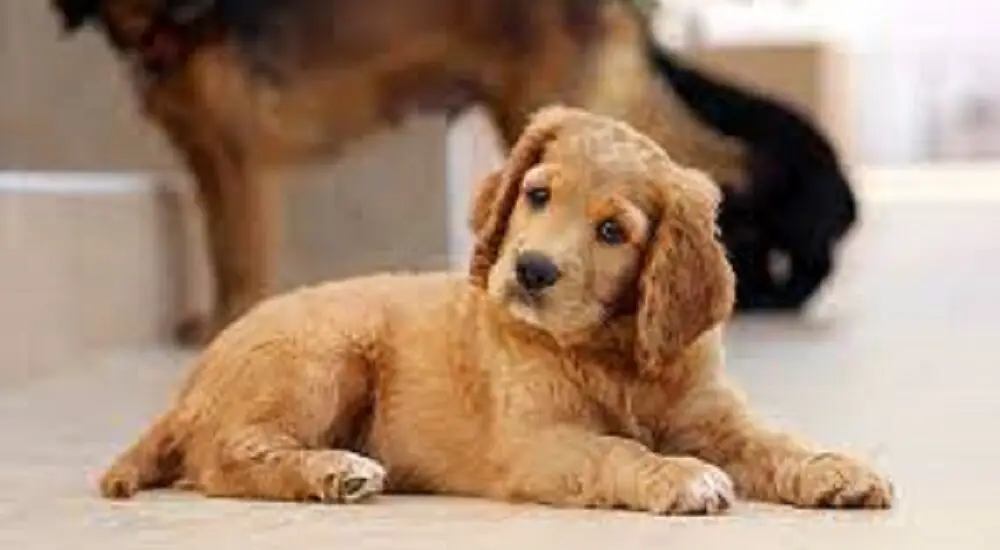How Big is an 8 Week Old Golden Retriever? The Essential Guide