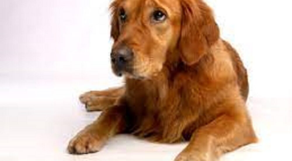 how long do golden retrievers live in human years