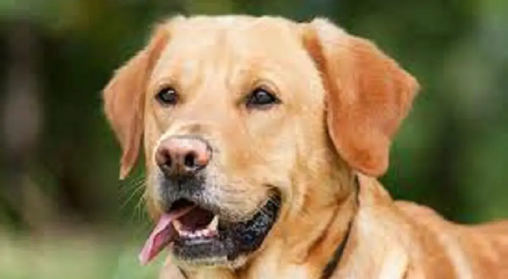 why labrador retrievers are the best dogs