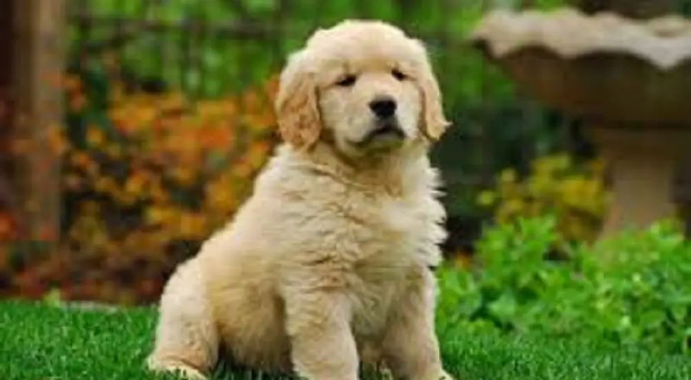 Golden Retrievers as Guard Dogs: The Complete Guide