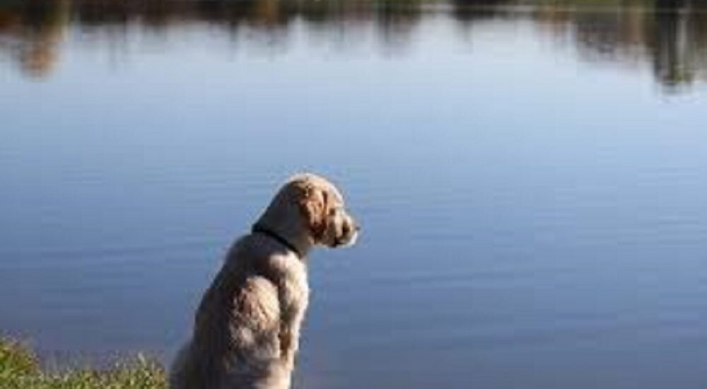 Can Retrievers Be Left Alone? A Complete Guide for Dog Owners