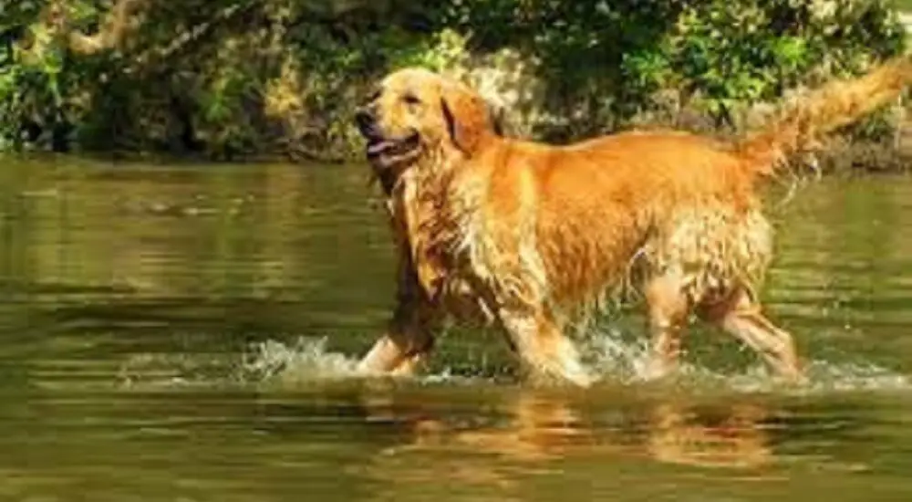 Can Retrievers Swim? Your Ultimate Guide to Understanding Your Dog’s Swimming Skills