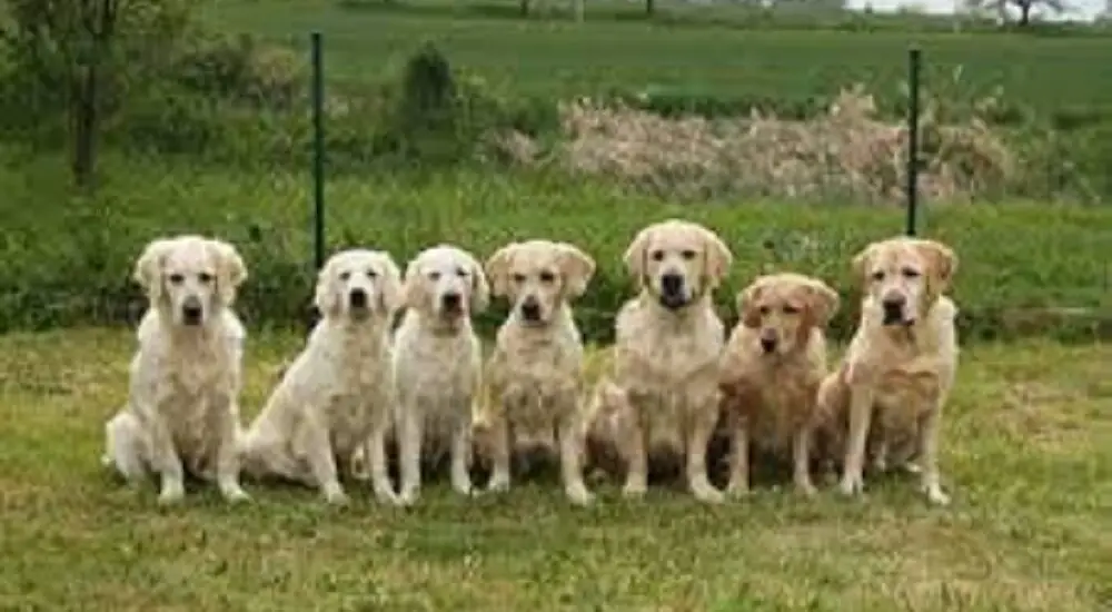 what are the 6 types of retrievers