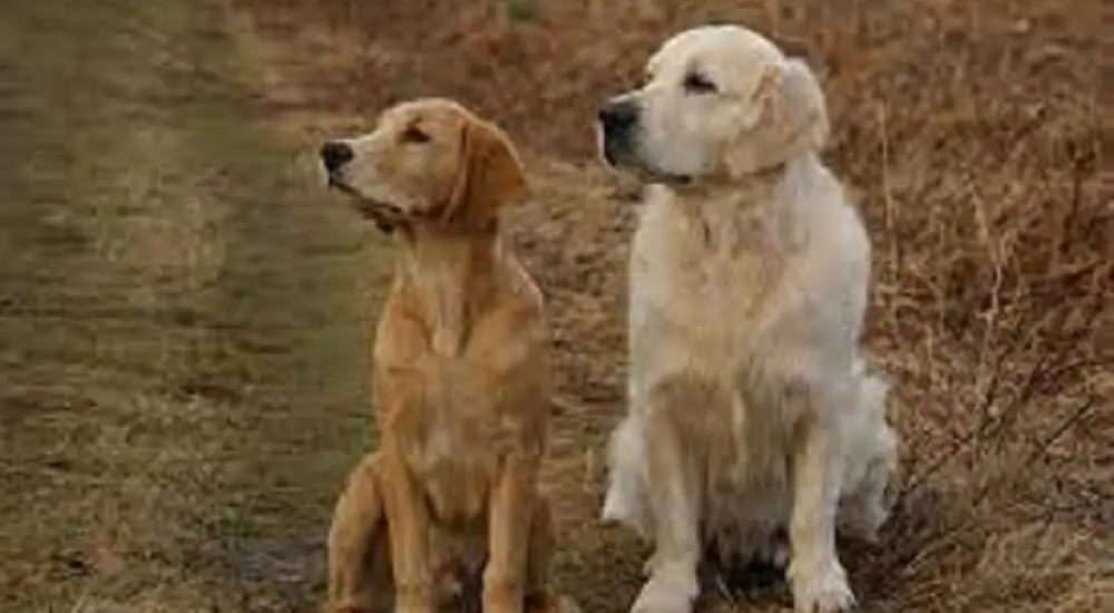 what are retrievers known for