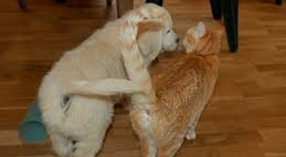are retrievers good with cats