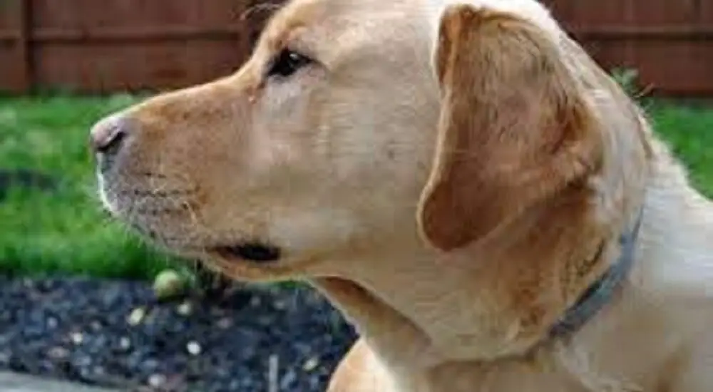 facts about retrievers