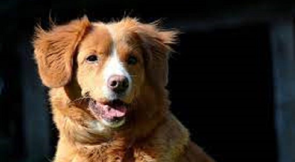 Do Retrievers Have a Double Coat? Uncover the Facts Here