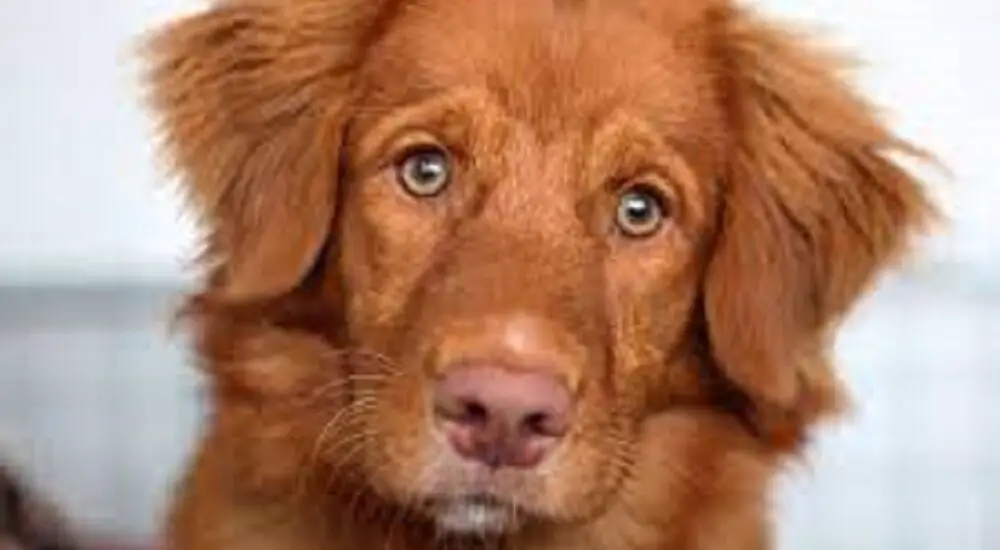 Are Retrievers and Labradors the Same? Unveiling the Facts