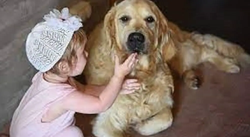 Golden Retrievers Around Babies: Your Complete Guide