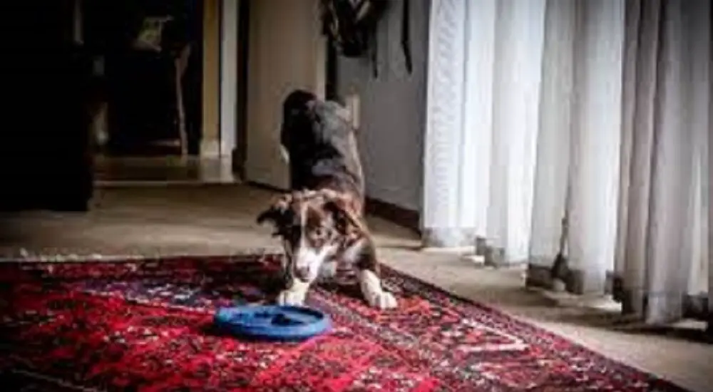 How to Get Dog Pee Smell Out of Carpet After Shampooing: Effective Steps