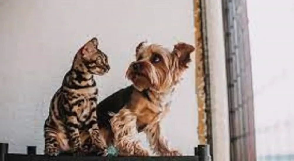 How to Get Dog to Accept Cat: Expert Tips and Tricks