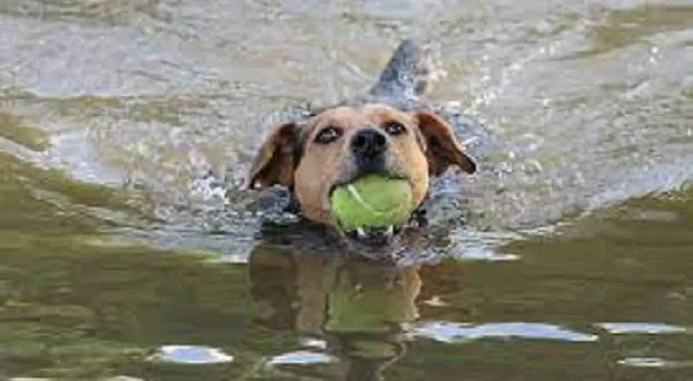 How to Get Your Dog to Bring the Ball Back