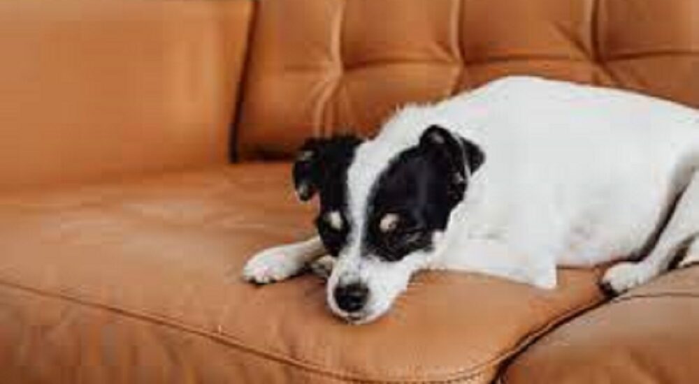 how to get dog off sofa