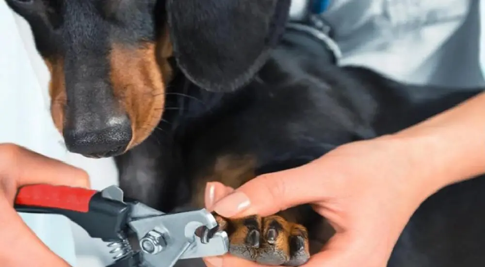 How to Get Your Dog to Allow Nail Clipping