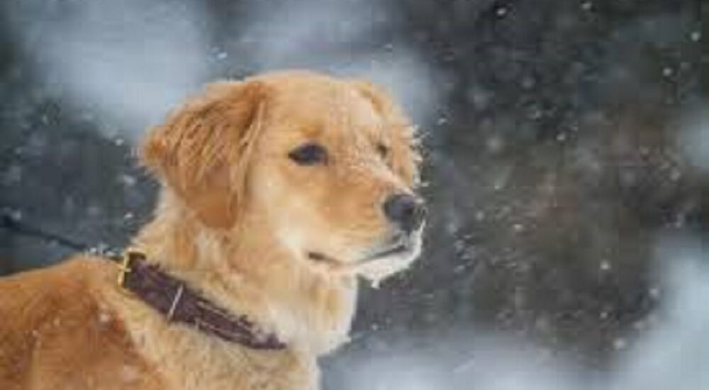 Are Golden Retrievers Fast Learners? The Complete Answer